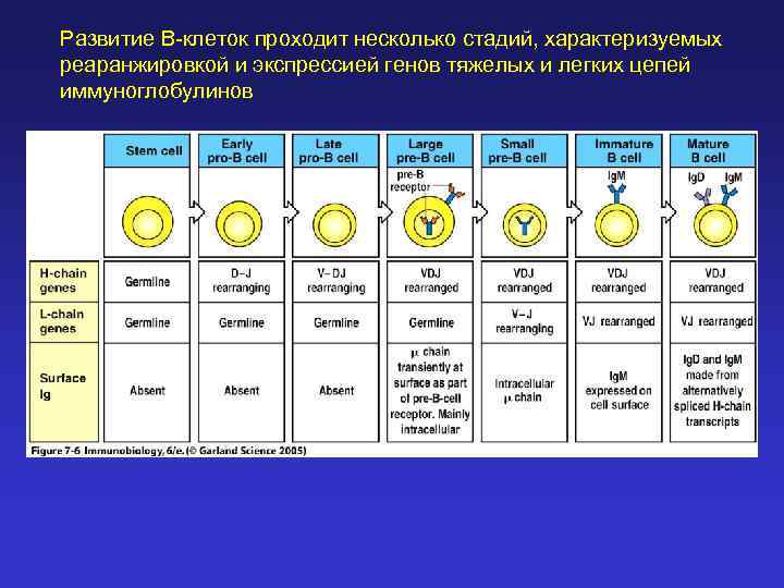 Развитие В-клеток проходит несколько стадий, характеризуемых реаранжировкой и экспрессией генов тяжелых и легких цепей