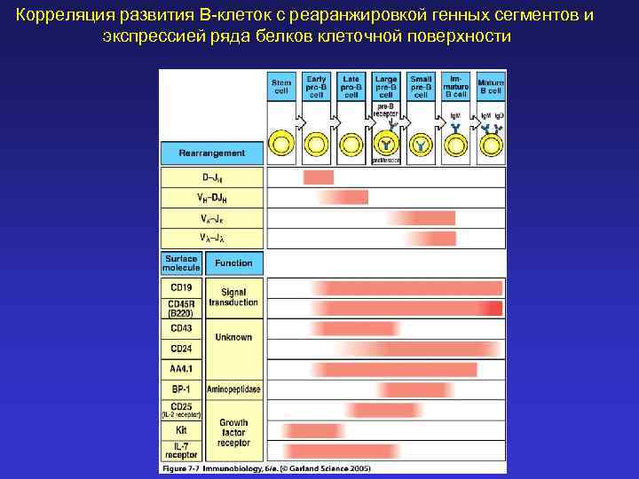 Корреляция развития В-клеток с реаранжировкой генных сегментов и экспрессией ряда белков клеточной поверхности 