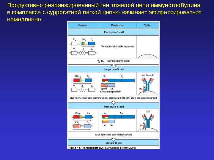 Продуктивно реаранжированный ген тяжелой цепи иммуноглобулина в комплексе с суррогатной легкой цепью начинает экспрессироваться