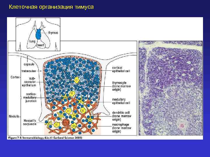 Клеточная организация тимуса 