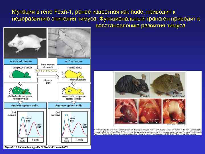 Мутация в гене Foxn-1, ранее известная как nude, приводит к недоразвитию эпителия тимуса. Функциональный