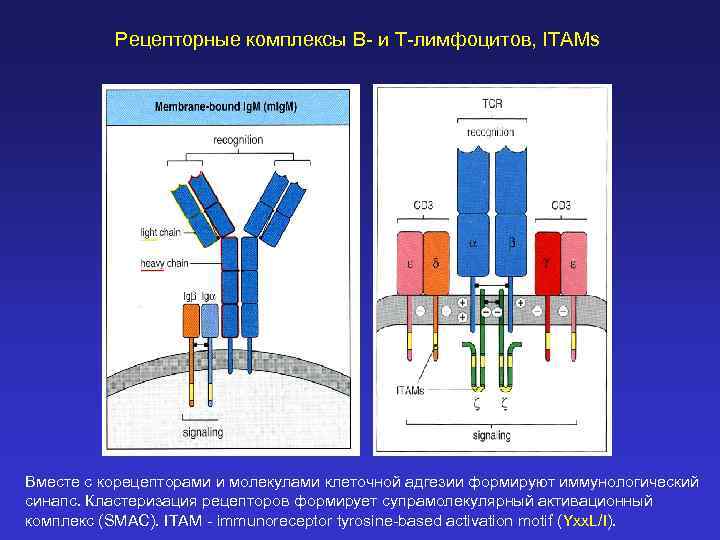 Рецепторные комплексы B- и T-лимфоцитов, ITAMs Вместе с корецепторами и молекулами клеточной адгезии формируют