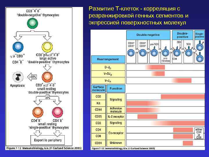 Развитие Т-клеток - корреляция с реаранжировкой генных сегментов и экпрессией поверхностных молекул 