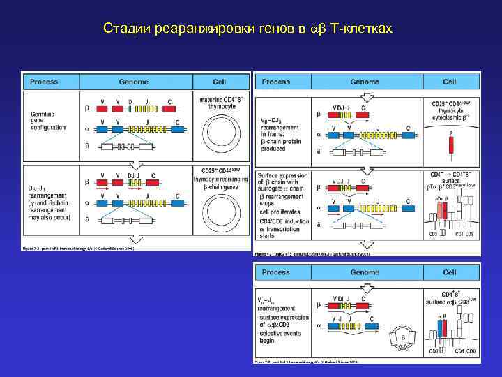 Стадии реаранжировки генов в ab Т-клетках 