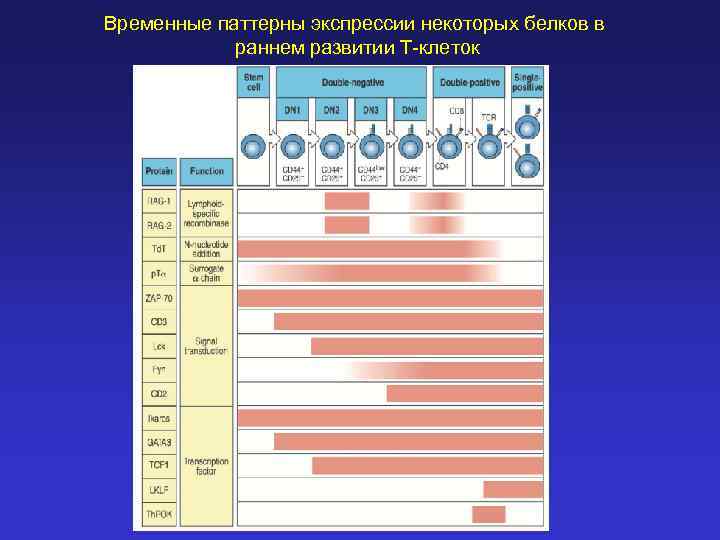 Временные паттерны экспрессии некоторых белков в раннем развитии Т-клеток 