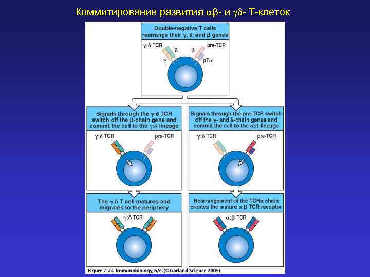 Коммитирование развития ab- и gd- Т-клеток 