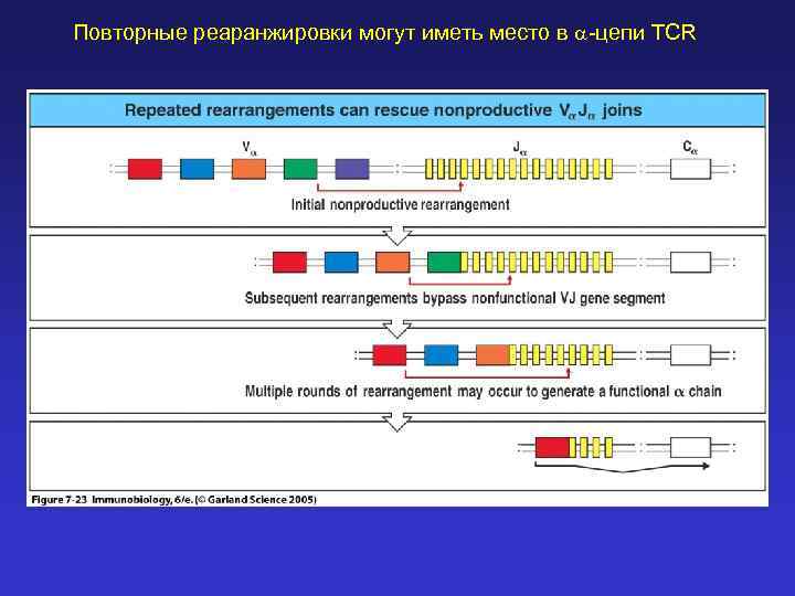 Повторные реаранжировки могут иметь место в a-цепи TCR 