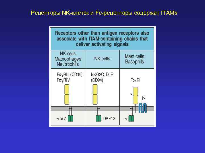 Рецепторы NK-клеток и Fc-рецепторы содержат ITAMs 