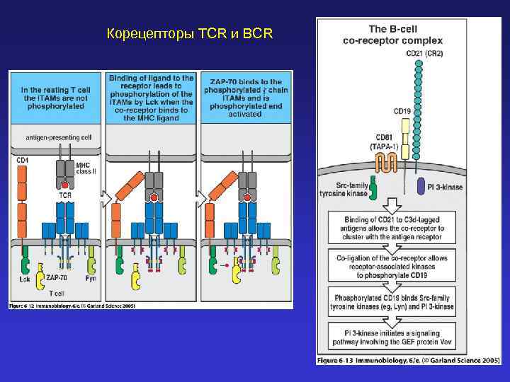 Корецепторы TCR и BCR 