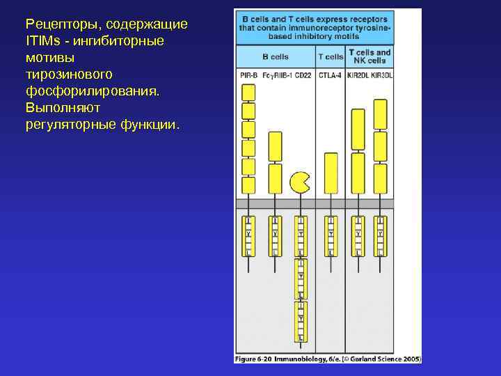 Рецепторы, содержащие ITIMs - ингибиторные мотивы тирозинового фосфорилирования. Выполняют регуляторные функции. 