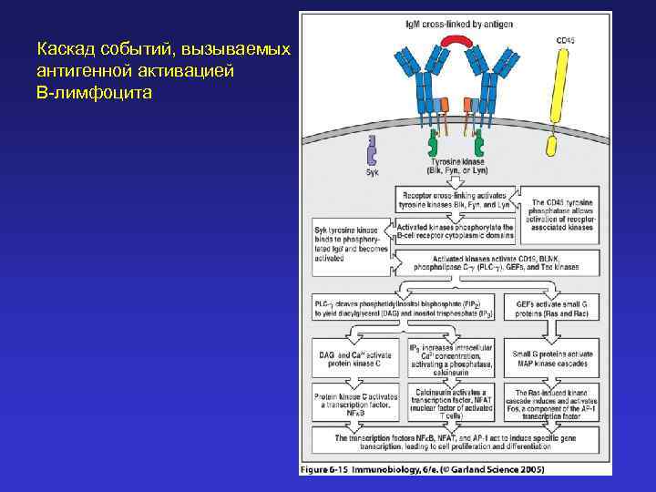 Каскад событий, вызываемых антигенной активацией В-лимфоцита 