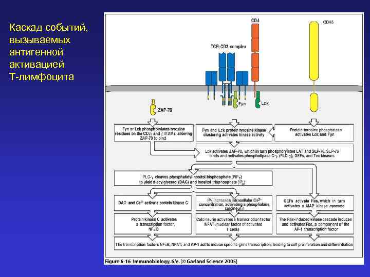 Каскад событий, вызываемых антигенной активацией Т-лимфоцита 