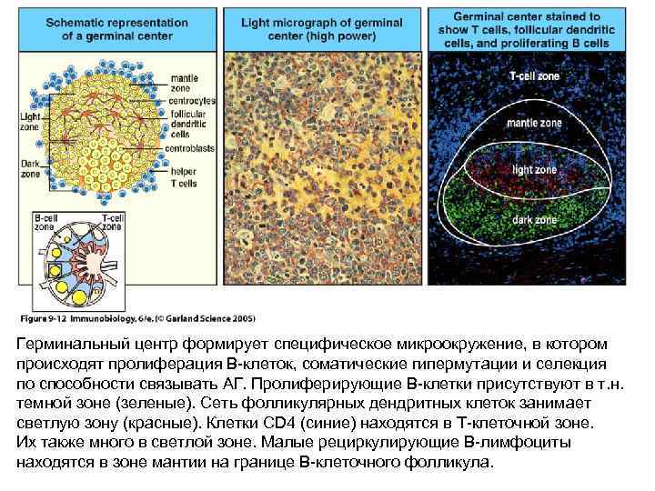 Герминальный центр формирует специфическое микроокружение, в котором происходят пролиферация В-клеток, соматические гипермутации и селекция