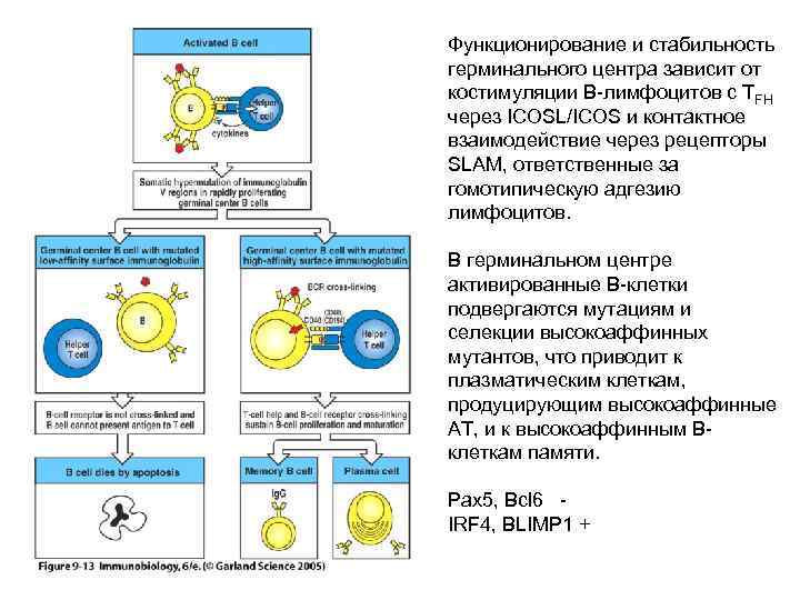 Функционирование и стабильность герминального центра зависит от костимуляции В-лимфоцитов с TFH через ICOSL/ICOS и