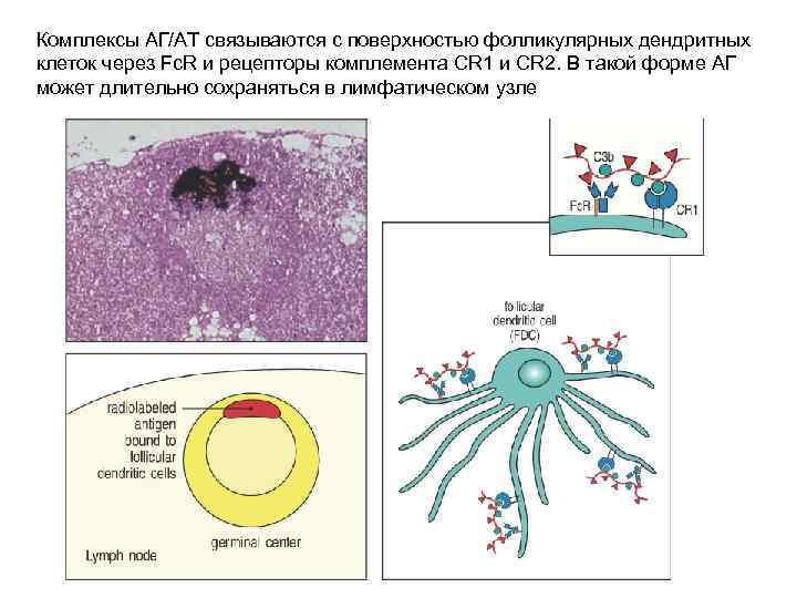 Комплексы АГ/АТ связываются с поверхностью фолликулярных дендритных клеток через Fc. R и рецепторы комплемента