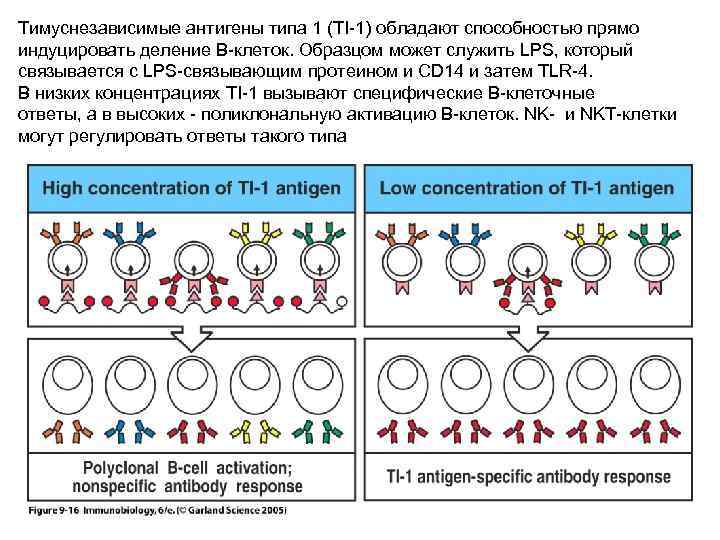Тимуснезависимые антигены типа 1 (TI-1) обладают способностью прямо индуцировать деление B-клеток. Образцом может служить
