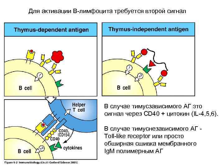 Для активации В-лимфоцита требуется второй сигнал В случае тимусзависимого АГ это сигнал через CD