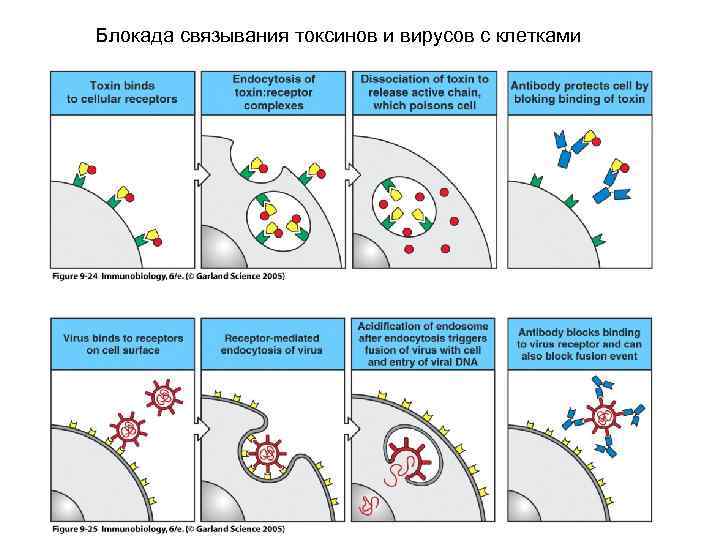 Блокада связывания токсинов и вирусов с клетками 