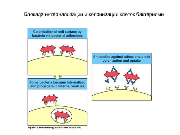 Блокада интернализации и колонизации клеток бактериями 