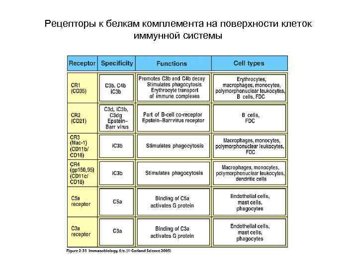 Рецепторы к белкам комплемента на поверхности клеток иммунной системы 