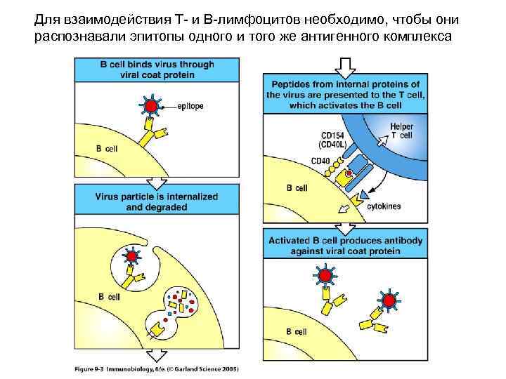 Для взаимодействия Т- и В-лимфоцитов необходимо, чтобы они распознавали эпитопы одного и того же