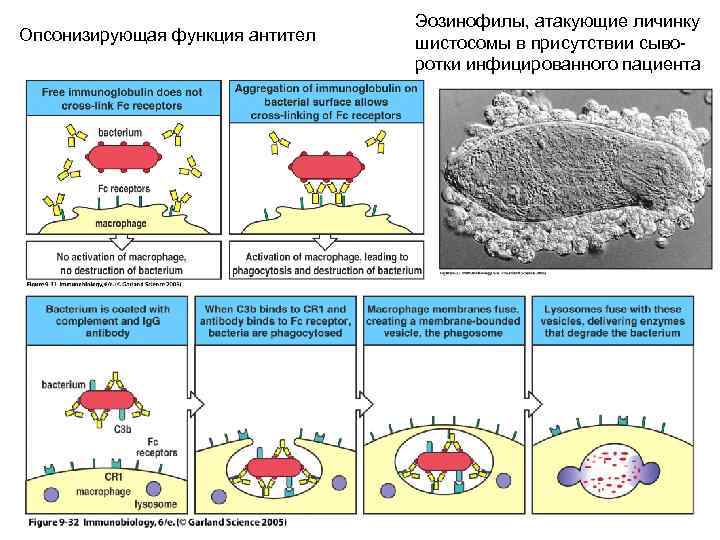 Опсонизирующая функция антител Эозинофилы, атакующие личинку шистосомы в присутствии сыворотки инфицированного пациента 