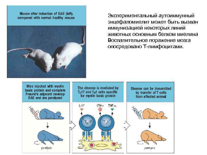 Экспериментальный аутоиммунный энцефаломиелит может быть вызван иммунизацией некоторых линий животных основным белком миелина Воспалительное