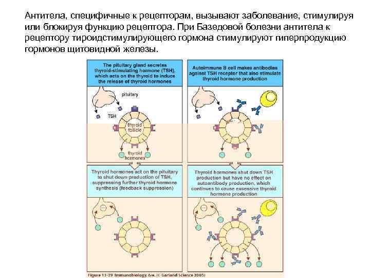 Антитела, специфичные к рецепторам, вызывают заболевание, стимулируя или блокируя функцию рецептора. При Базедовой болезни