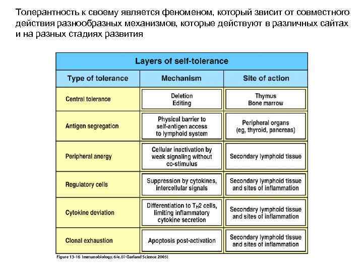 Толерантность к своему является феном, который звисит от совместного действия разнообразных механизмов, которые действуют