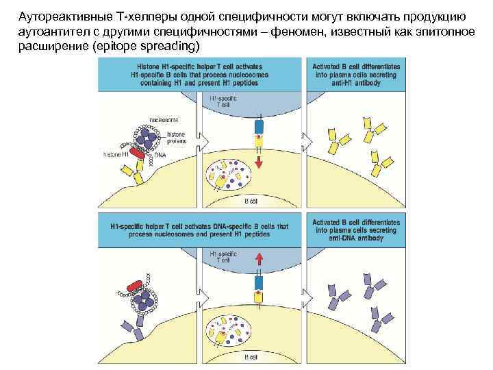 Аутореактивные Т-хелперы одной специфичности могут включать продукцию аутоантител с другими специфичностями – феномен, известный