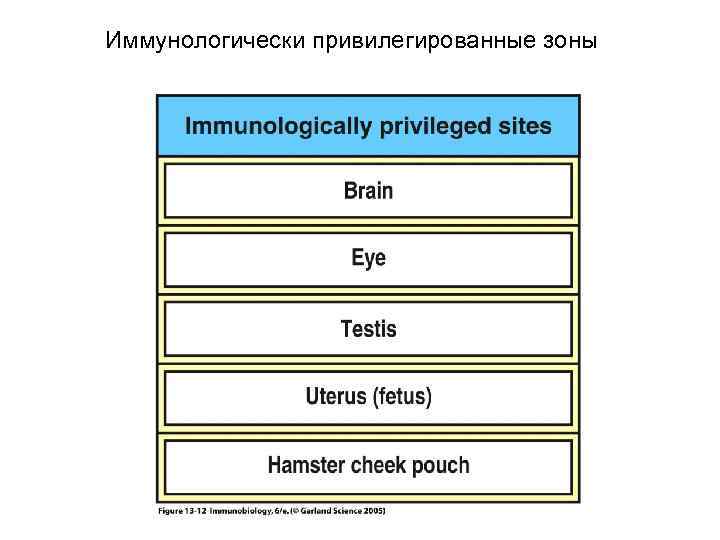 Иммунологически привилегированные зоны 