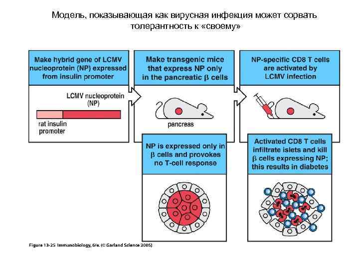 Модель, показывающая как вирусная инфекция может сорвать толерантность к «своему» 
