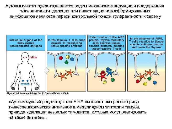 Аутоиммунитет предотвращается рядом механизмов индукции и поддержания толерантности: делеция или инактивация новосформированных лимфоцитов являются