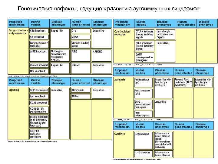Генетические дефекты, ведущие к развитию аутоиммунных синдромов 