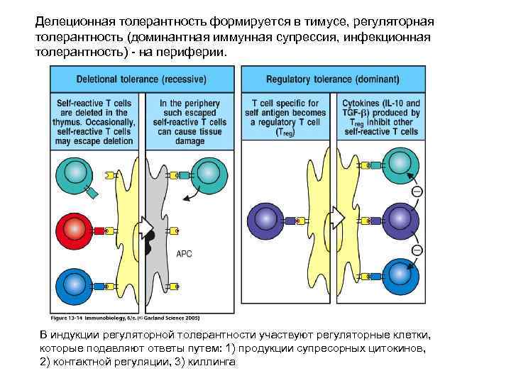 Делеционная толерантность формируется в тимусе, регуляторная толерантность (доминантная иммунная супрессия, инфекционная толерантность) - на