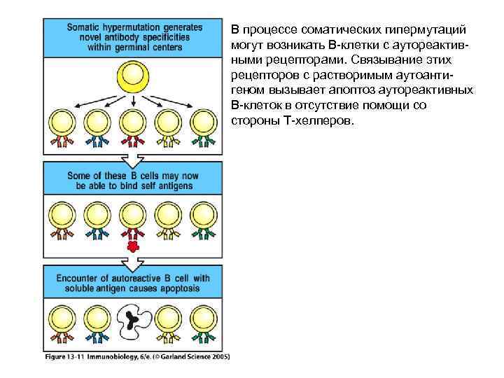 В процессе соматических гипермутаций могут возникать В-клетки с аутореактивными рецепторами. Связывание этих рецепторов с