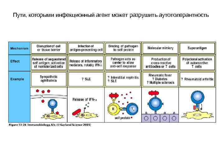 Пути, которыми инфекционный агент может разрушить аутотолерантность 