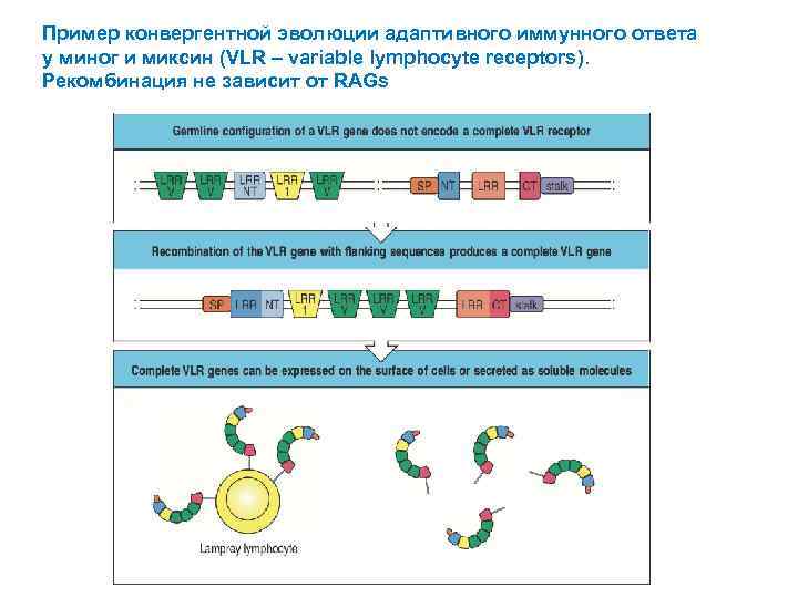Пример конвергентной эволюции адаптивного иммунного ответа у миног и миксин (VLR – variable lymphocyte