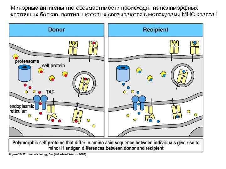 Минорные антигены гистосовместимости происходят из полиморфных клеточных белков, пептиды которых связываются с молекулами MHC