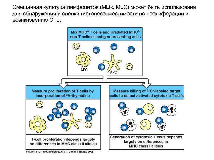 Смешанная культура лимфоцитов (MLR, MLC) может быть использована для обнаружения и оценки гистонесовместимости по