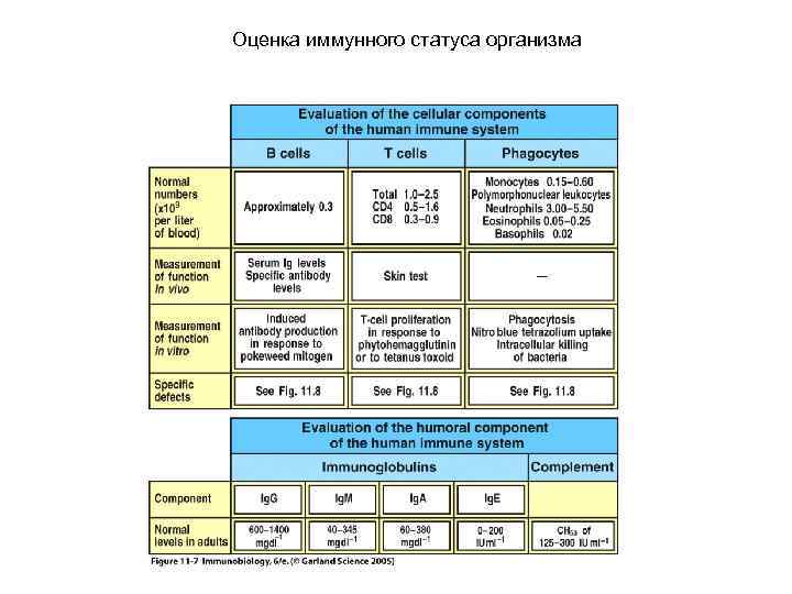 Оценка иммунного статуса организма 