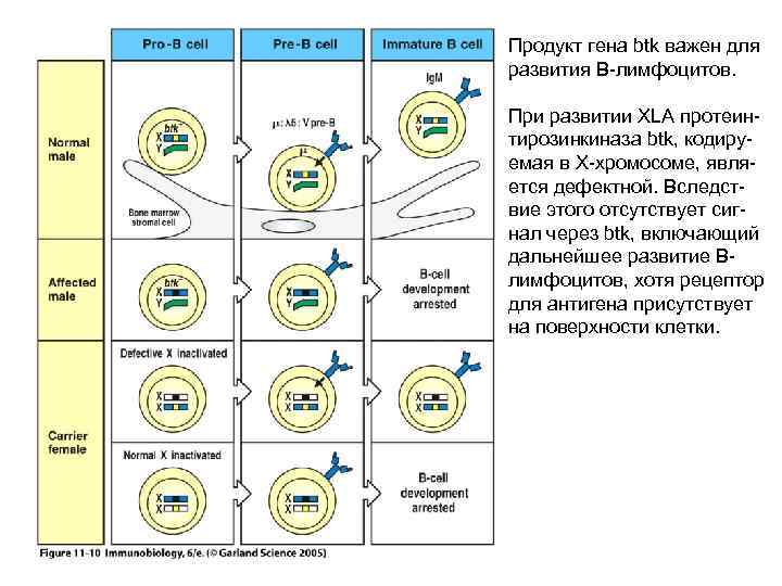 Продукт гена btk важен для развития В-лимфоцитов. При развитии XLA протеинтирозинкиназа btk, кодируемая в