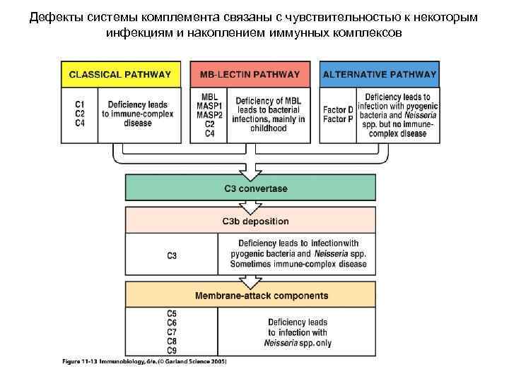 Дефекты системы комплемента связаны с чувствительностью к некоторым инфекциям и накоплением иммунных комплексов 