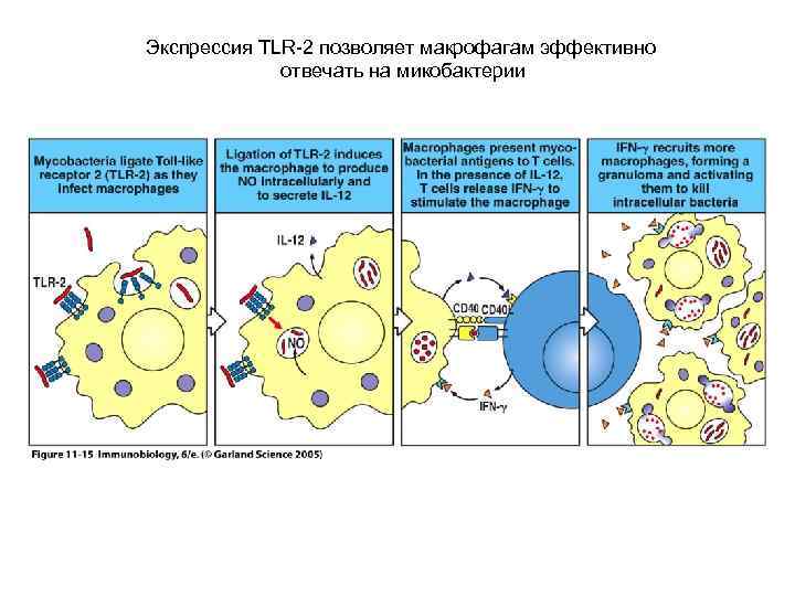 Экспрессия TLR-2 позволяет макрофагам эффективно отвечать на микобактерии 