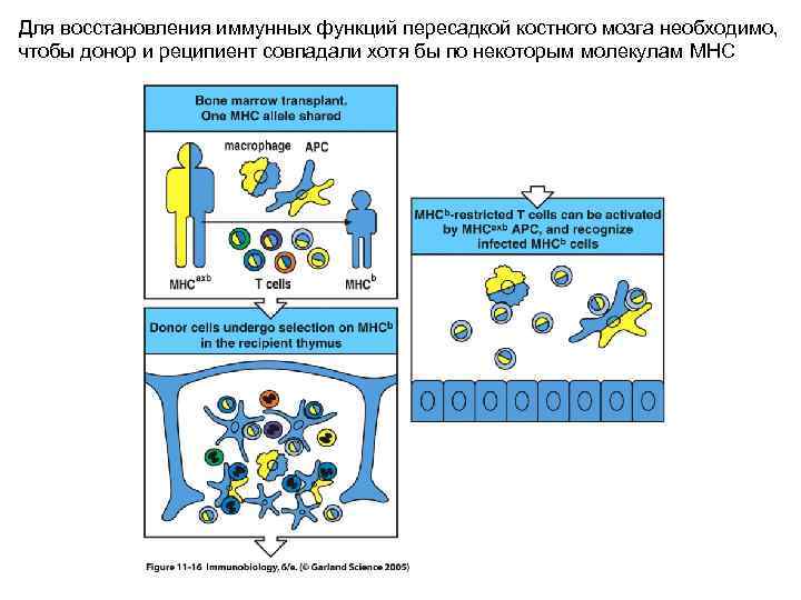 Для восстановления иммунных функций пересадкой костного мозга необходимо, чтобы донор и реципиент совпадали хотя
