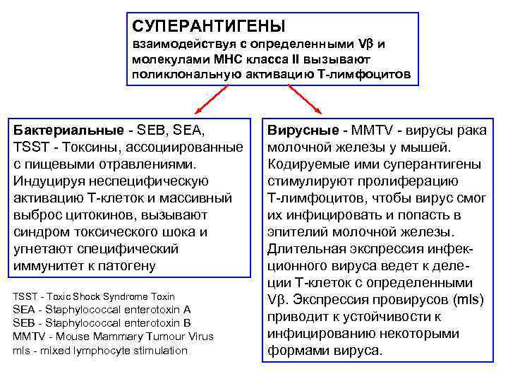 СУПЕРАНТИГЕНЫ взаимодействуя с определенными Vb и молекулами MHC класса II вызывают поликлональную активацию Т-лимфоцитов