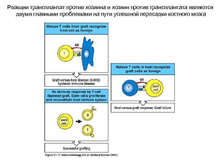 Реакции трансплантат против хозяина и хозяин против трансплантата являются двумя главными проблемами на пути