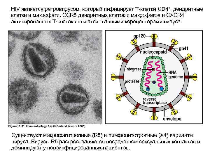HIV является ретровирусом, который инфицирует Т-клетки CD 4+, дендритные клетки и макрофаги. CCR 5