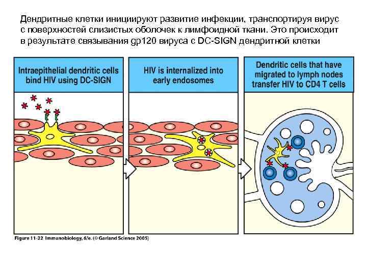 Дендритные клетки инициируют развитие инфекции, транспортируя вирус с поверхностей слизистых оболочек к лимфоидной ткани.