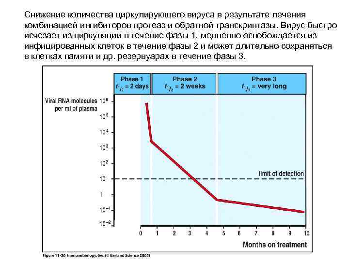 Снижение количества циркулирующего вируса в результате лечения комбинацией ингибиторов протеаз и обратной транскриптазы. Вирус
